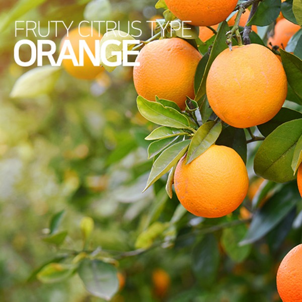 조향베이스 - 오렌지 (조향원료, 향수만들기)